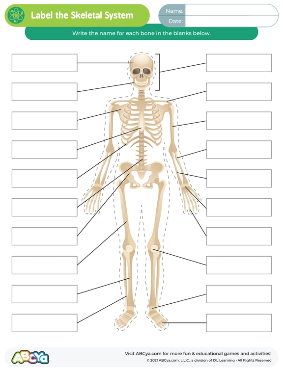 Label the Skeletal System • ABCya!